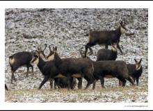 Chamois