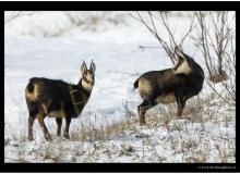 Chamois