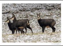 Chamois