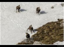 Chamois