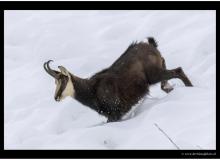 Chamois