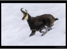 Chamois