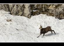 Chamois