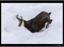 Chamois
