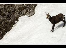 Chamois