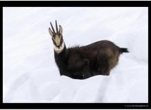 Chamois