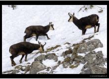 Chamois