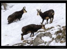 Chamois