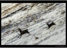 Chamois