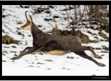 Chamois