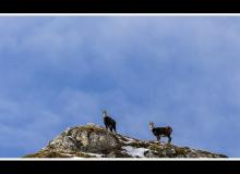 Chamois