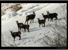 Chamois