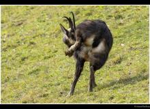 Chamois