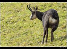 Chamois