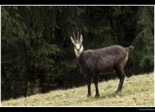 Chamois