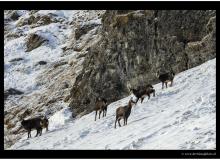 Chamois