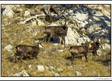 Chamois