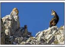 Chamois