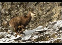 Chamois