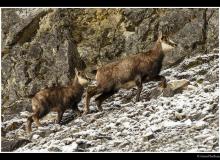 Chamois