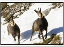 Chamois