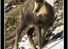 Chamois