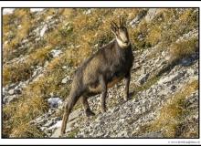 Chamois