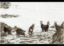 Chamois