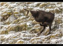 Chamois