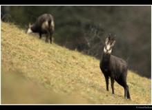 Chamois