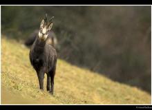 Chamois