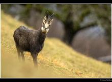 Chamois