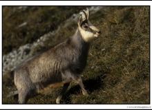 Chamois