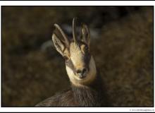 Chamois