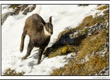 Chamois