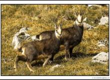 Chamois