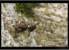 Chamois