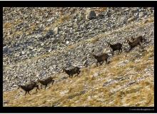 Chamois