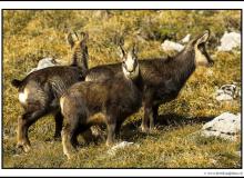 Chamois