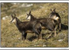 Chamois