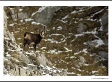 Chamois