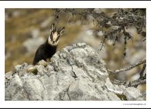Chamois