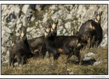 Chamois