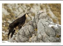 Chamois