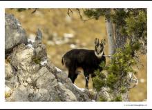 Chamois