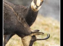 Chamois