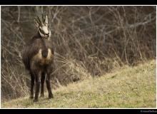 Chamois