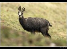 Chamois