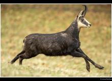 Chamois