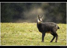 Chamois